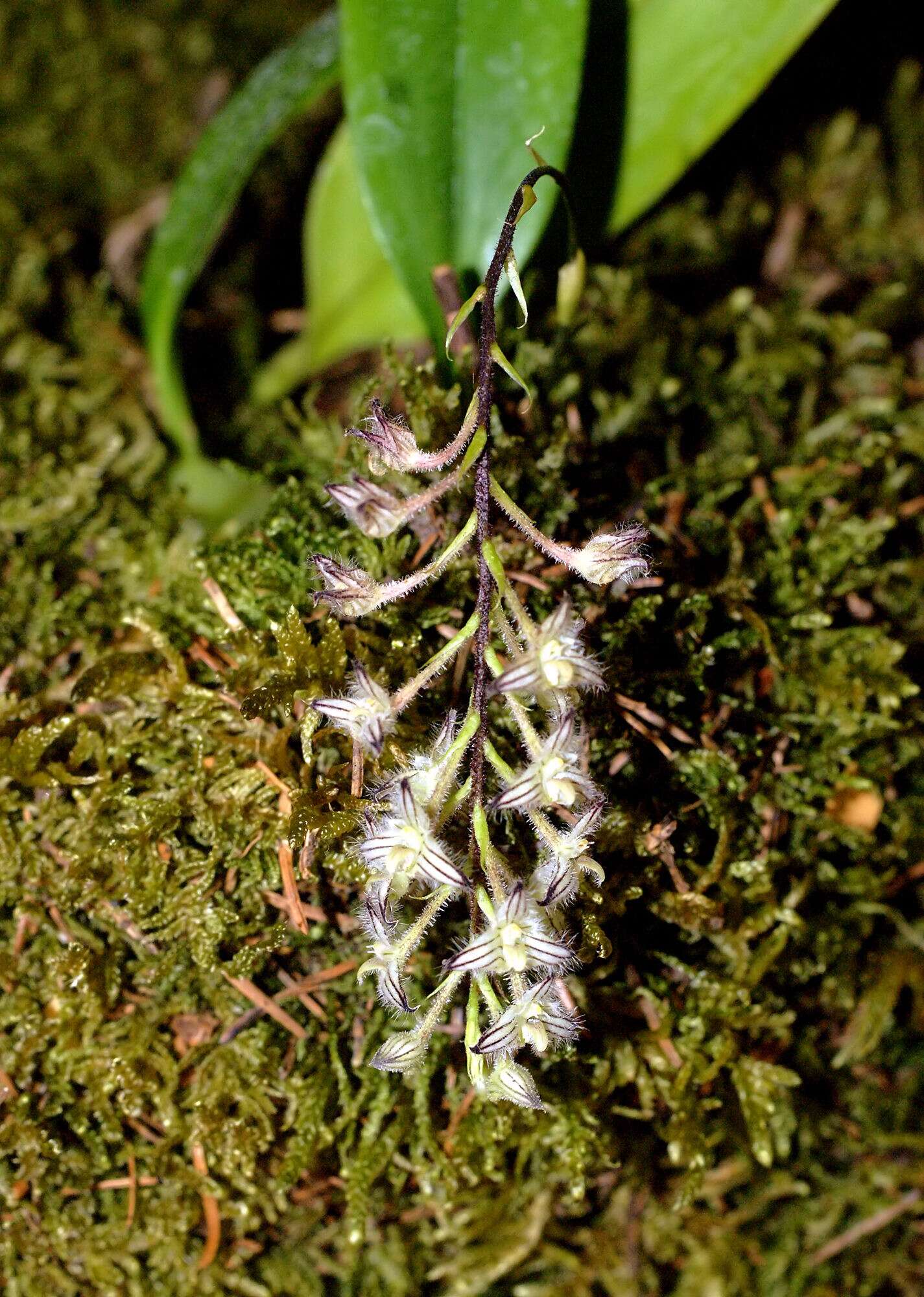 Image of Bulbophyllum lindleyanum Griff.