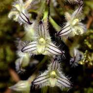 Image of Bulbophyllum lindleyanum Griff.