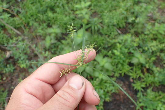 Image of Southern Flat Sedge