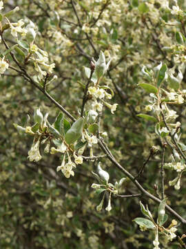 Image of cherry silverberry