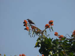 Image of Malabar Starling