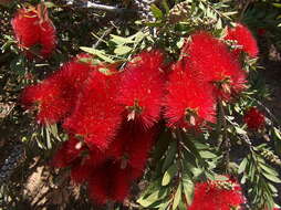 صورة Callistemon citrinus (Curtis) Skeels