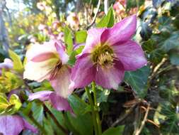 Image of Helleborus × hybridus H. Vilm.