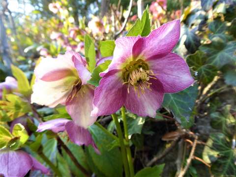 Image of Helleborus × hybridus H. Vilm.