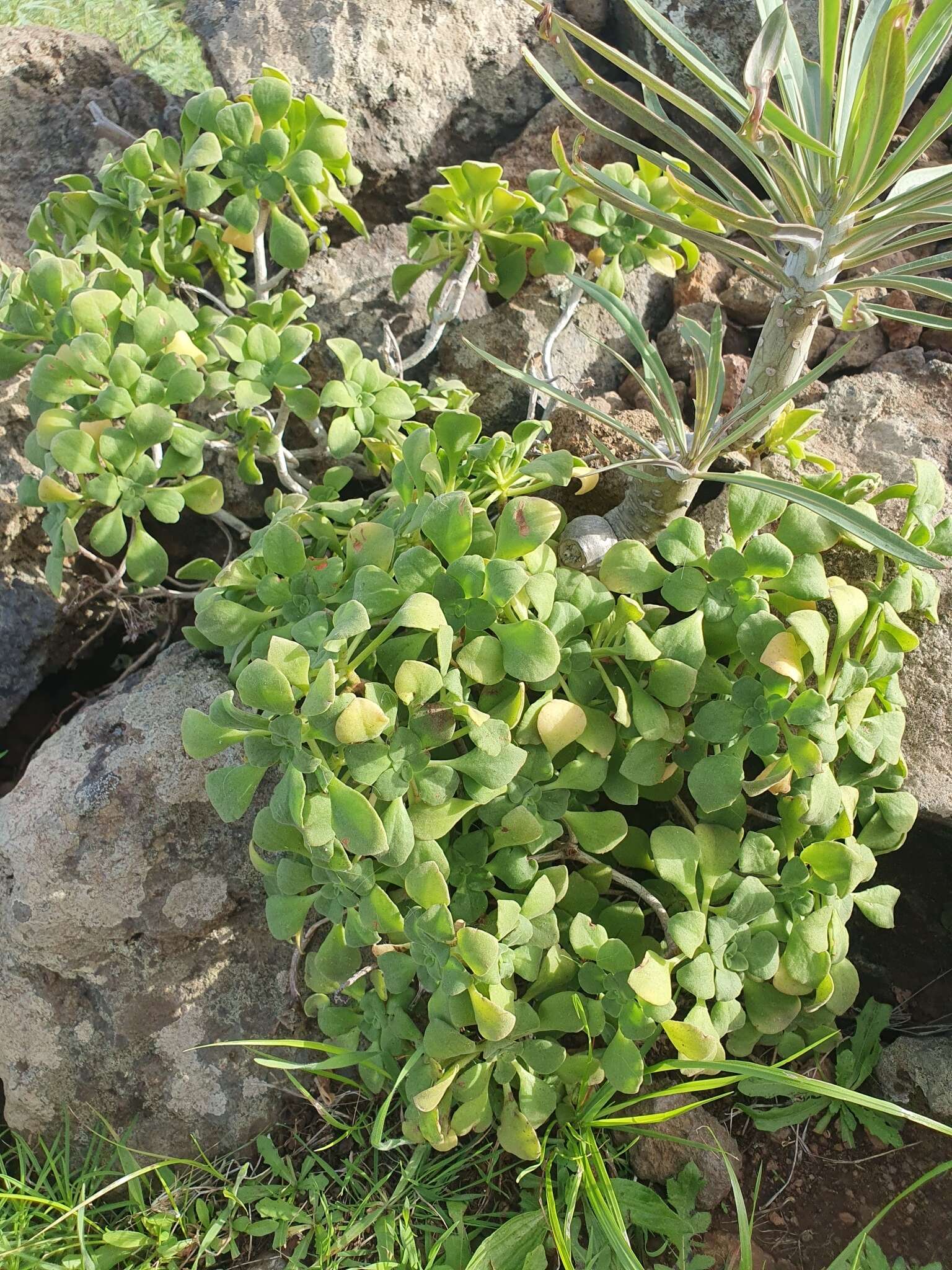 Image of Aeonium goochiae Webb. & Berth.