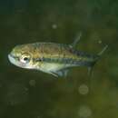 Image of Languedoc minnow