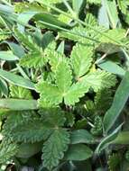 Image of Potentilla discolor Bunge