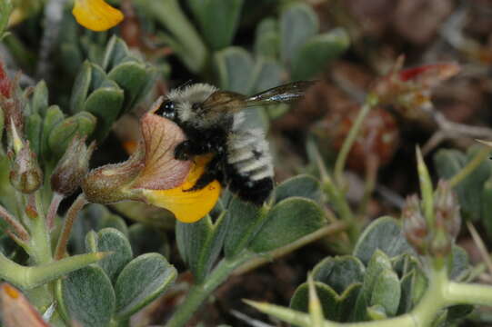 Megachile saulcyi Guérin-Méneville 1845 resmi