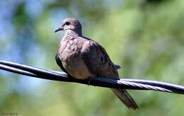 Image of American Mourning Dove