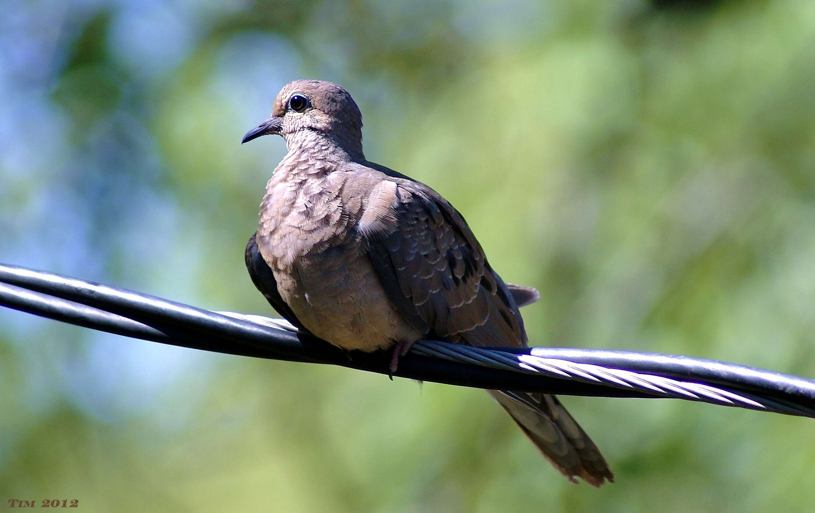 Image of American Mourning Dove