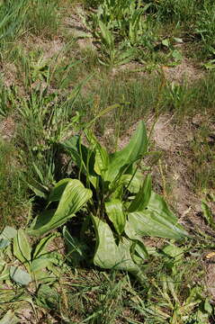 Imagem de Plantago cornuti Gouan