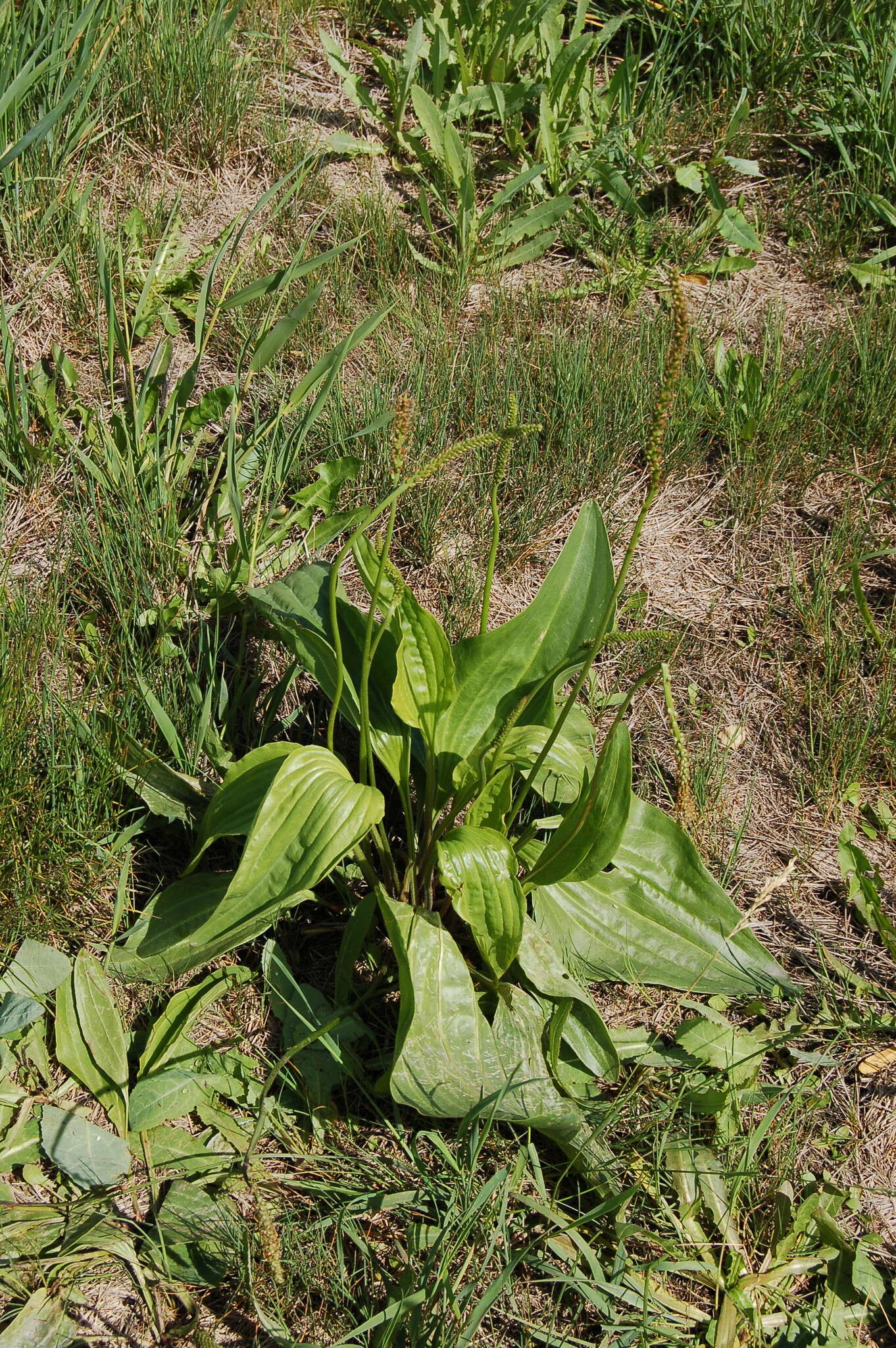 Imagem de Plantago cornuti Gouan