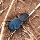 Image of Tefflus carinatus violaceus Klug 1853