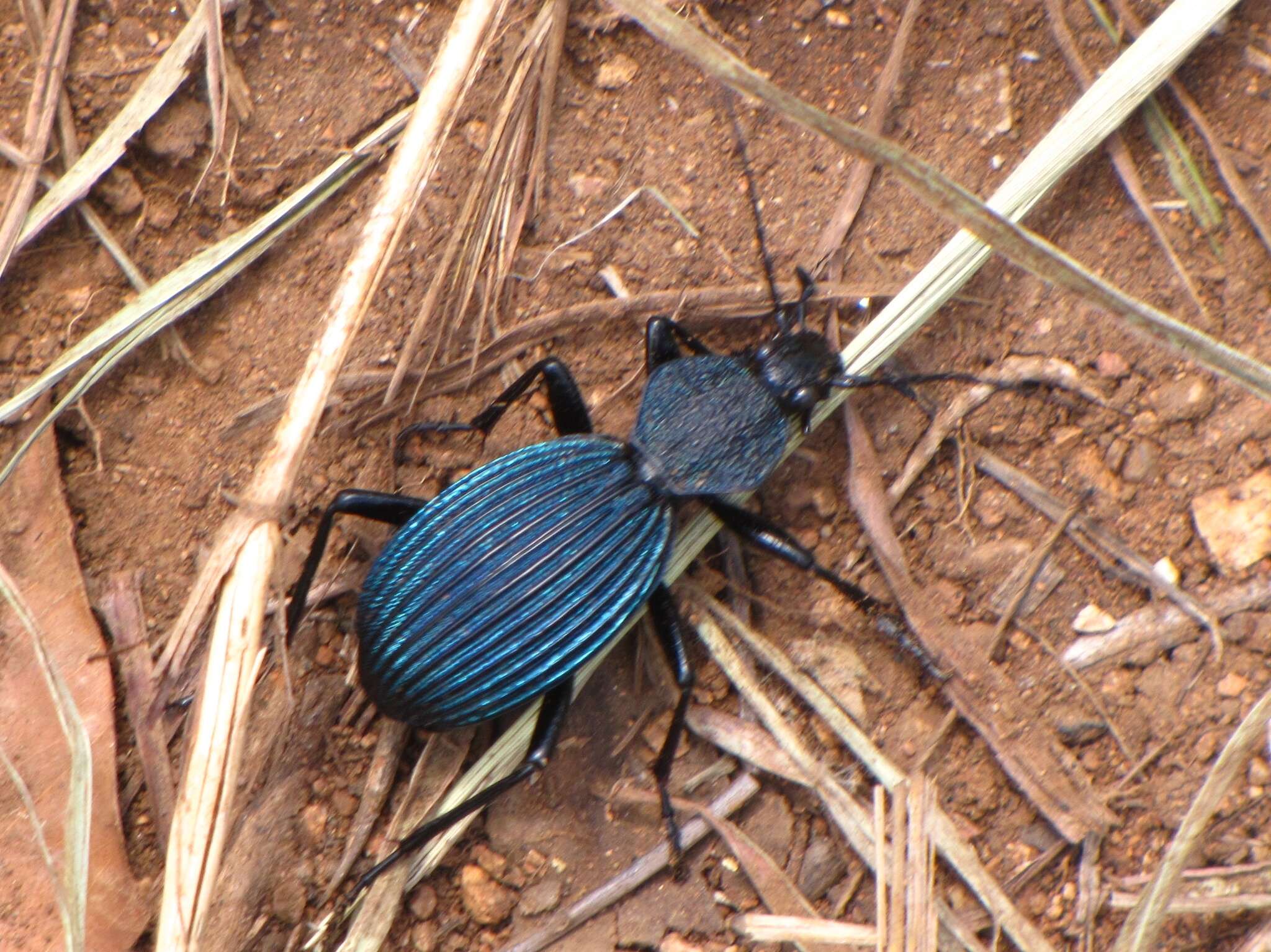 Image of Tefflus carinatus violaceus Klug 1853