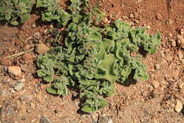 Image of common iceplant