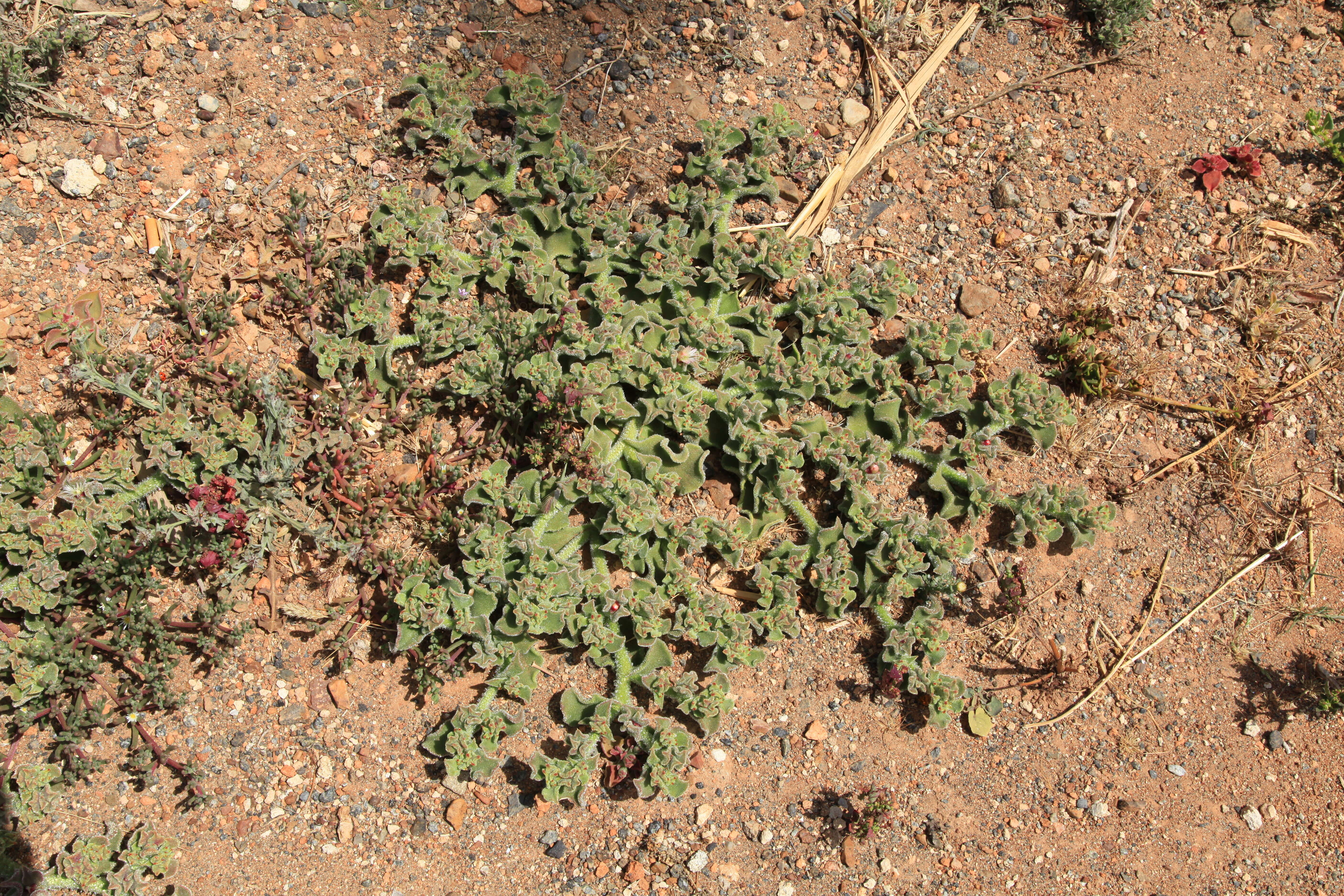 Image of common iceplant