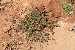 Image of slenderleaf iceplant