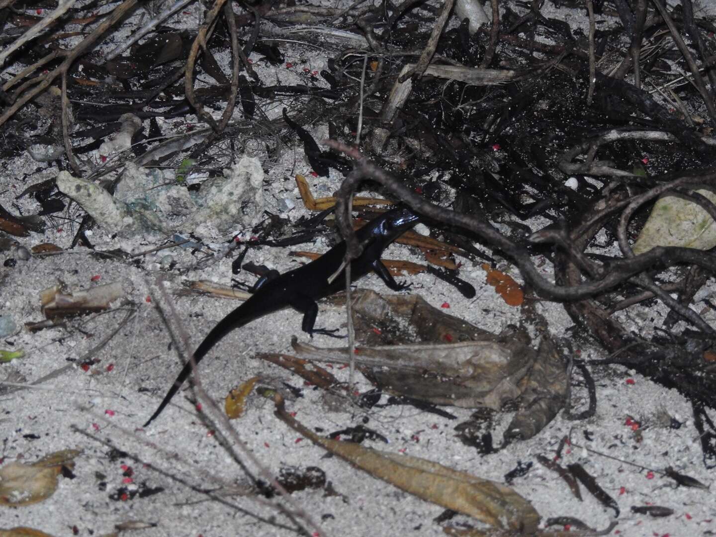 Image of Black Emo Skink