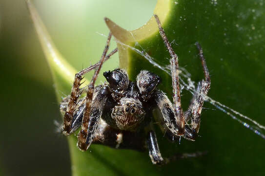 Image of Gibbaranea bituberculata (Walckenaer 1802)