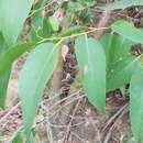 Plancia ëd Eucalyptus fastigata Deane & Maiden