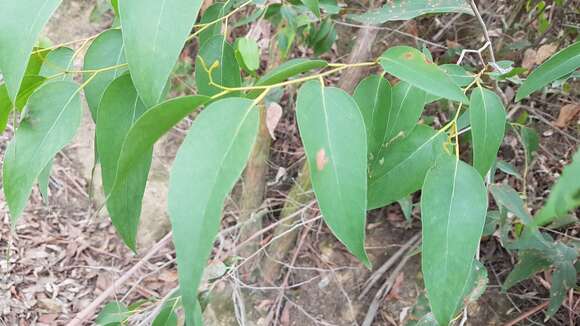 Plancia ëd Eucalyptus fastigata Deane & Maiden