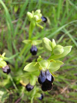 Image of Dark bee orchid