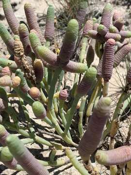 Image de Tecticornia australasica (Moq.) Paul G. Wilson