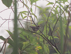 Image of Black-throated Bushtit