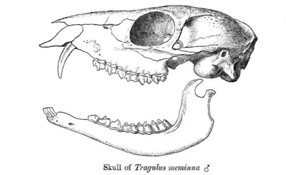 Image of Chevrotain