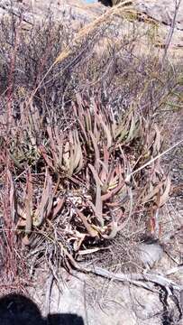 Слика од Aloe isaloensis H. Perrier