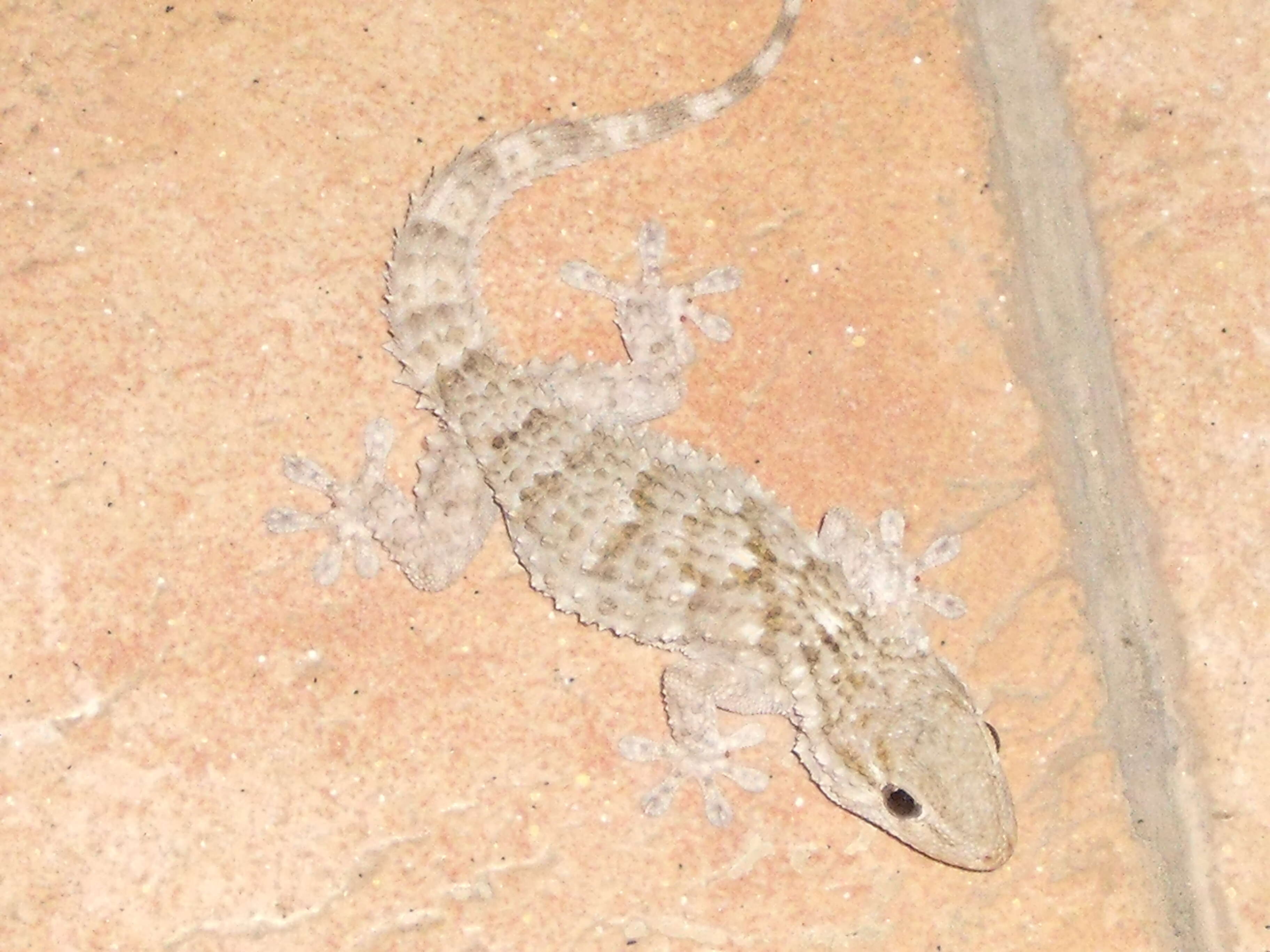 Image of Common Wall Gecko