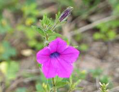 Image of Petunia inflata R. E. Fries