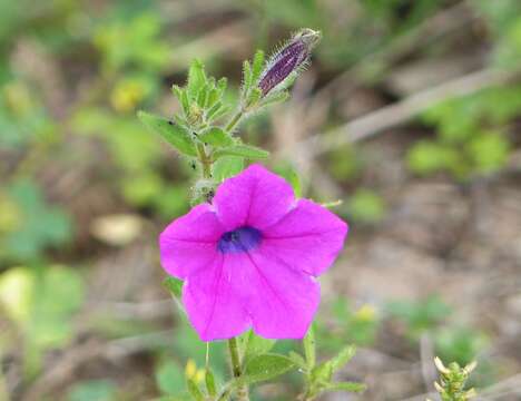 Image of Petunia inflata R. E. Fries