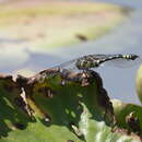 Image of Ictinogomphus australis (Selys 1873)