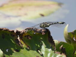 Imagem de Ictinogomphus australis (Selys 1873)