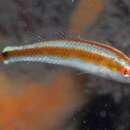 Image of Goldstripe wrasse