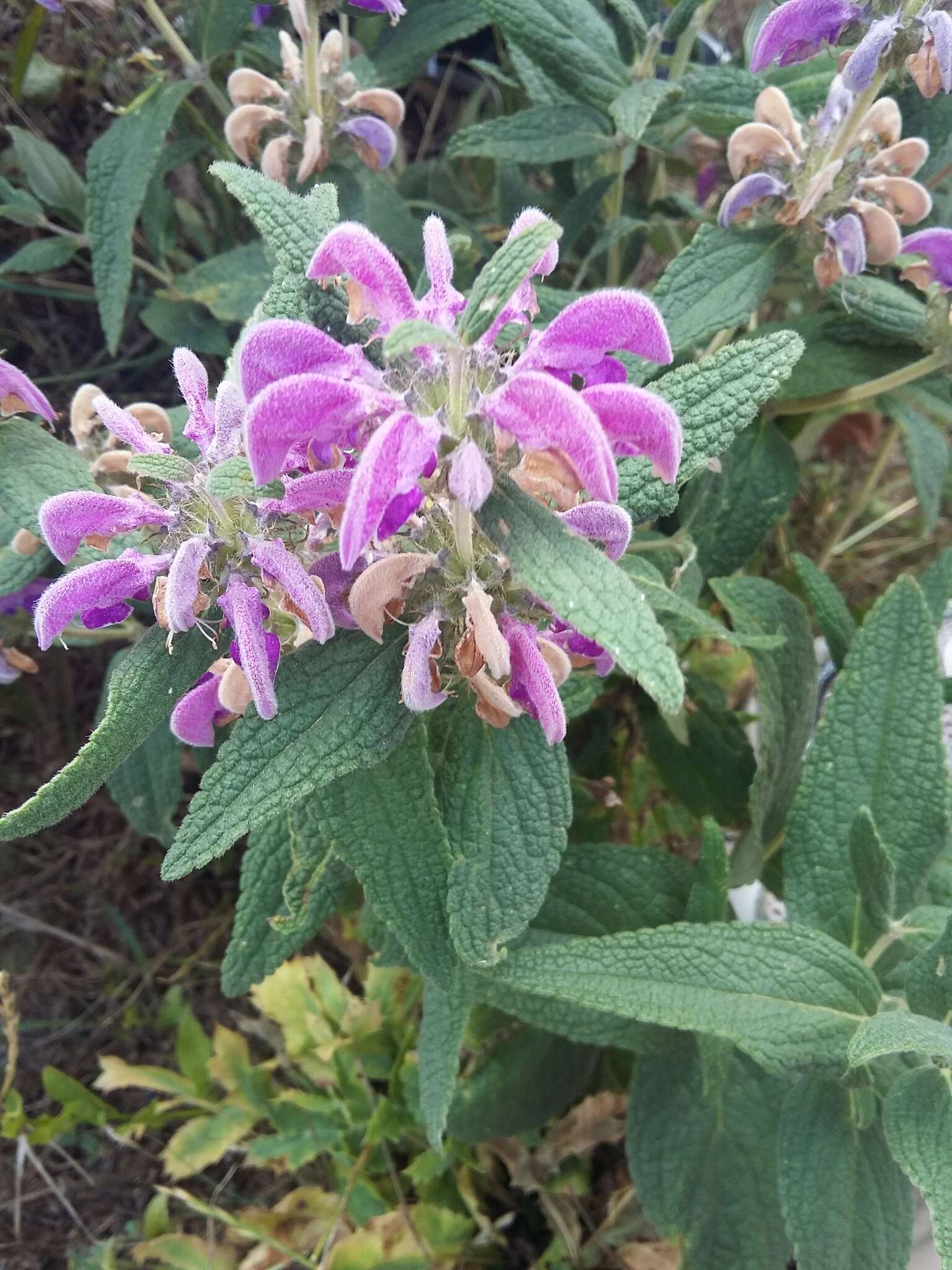 Image of Phlomis herba-venti L.