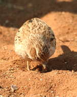 صورة Calendulauda africanoides africanoides (Smith & A 1836)