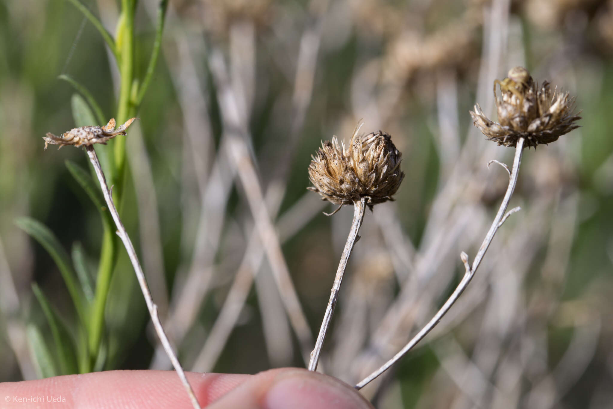 Image of yellow aster