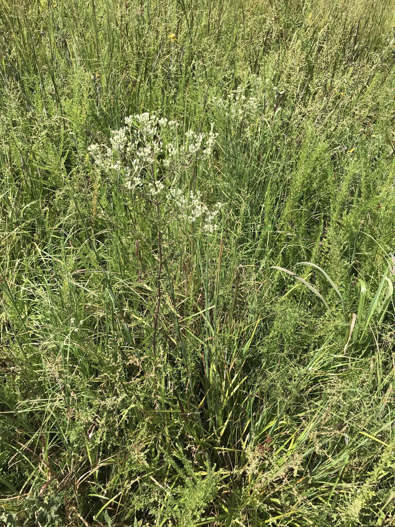 Image of hyssopleaf thoroughwort