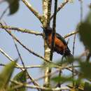 Image of Chestnut-bellied Flower-piercer