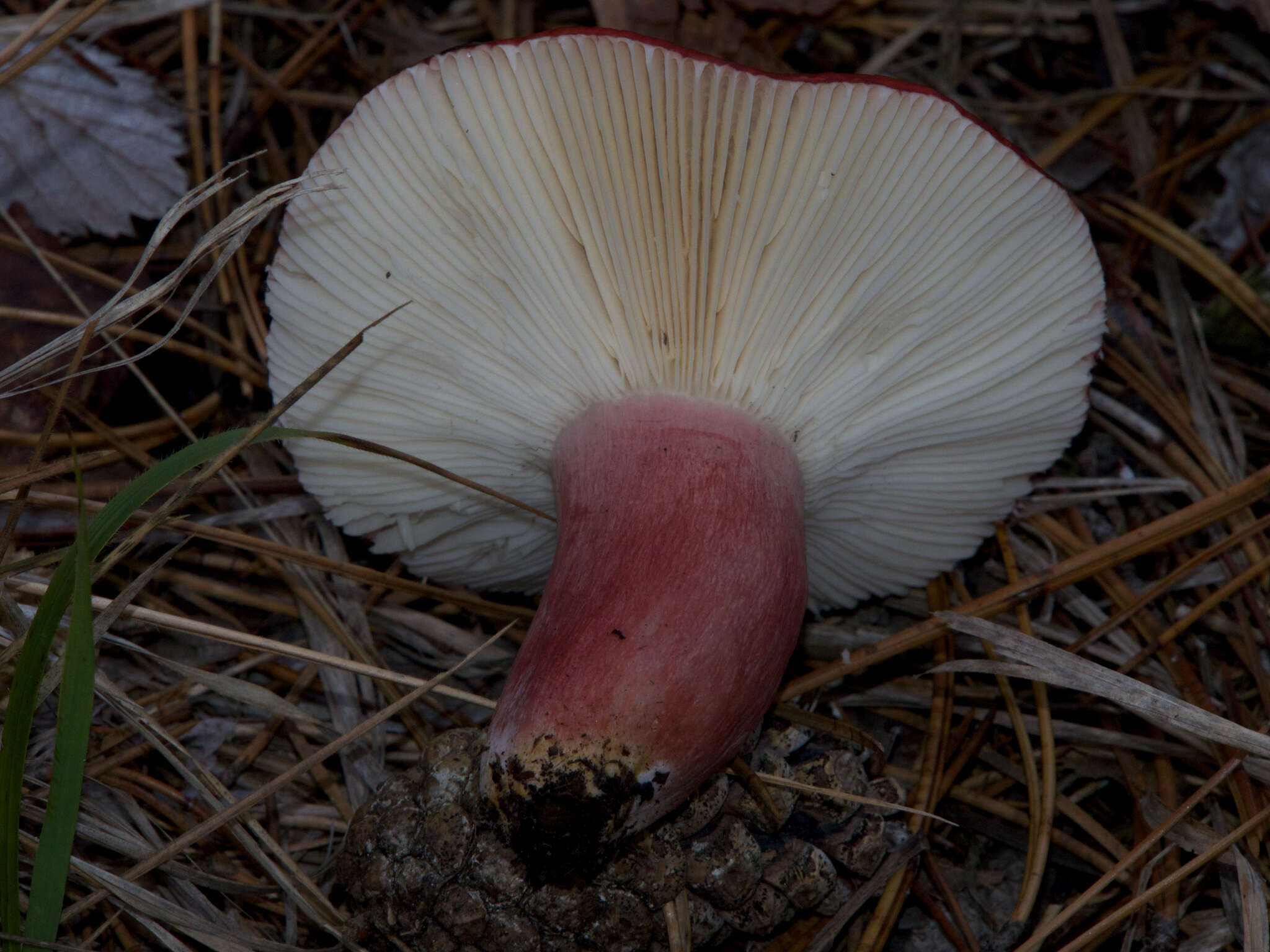 Image of Russula torulosa Bres. 1929