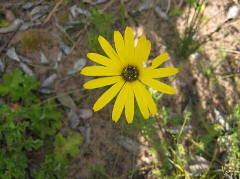 Ursinia anthemoides subsp. anthemoides resmi