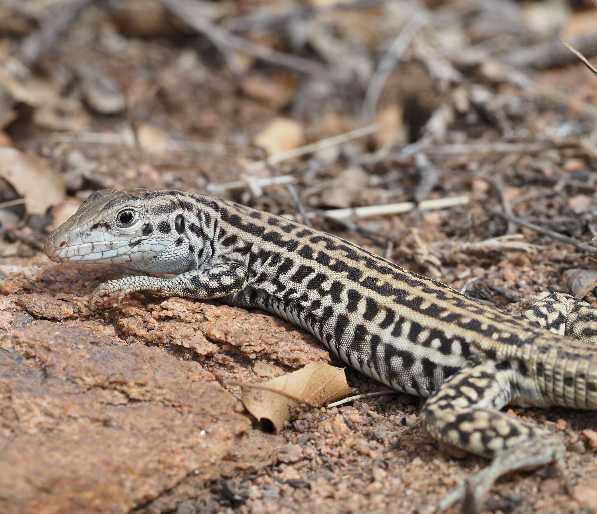 Image of Aspidoscelis neotesselatus (Walker, Cordes & Taylor 1997)