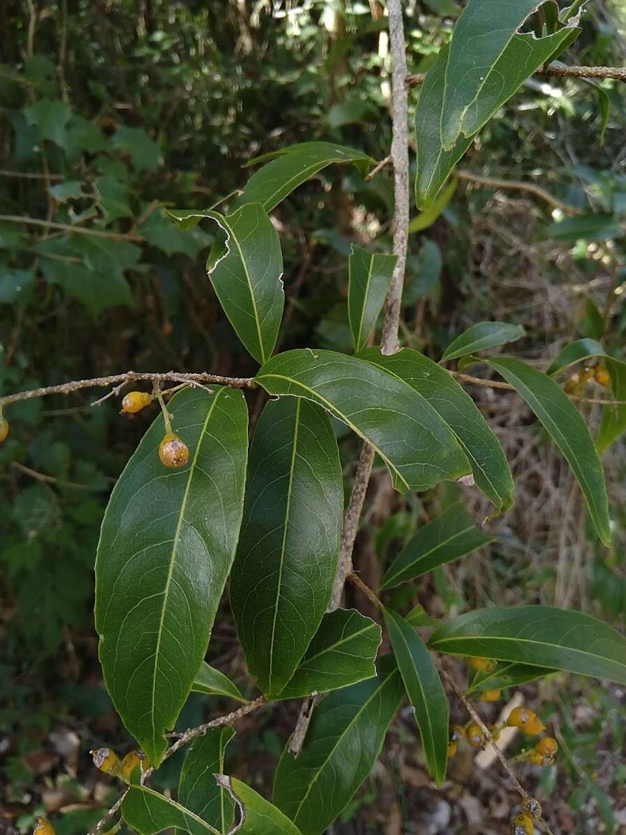 Image de Celastrus subspicatus Hook.