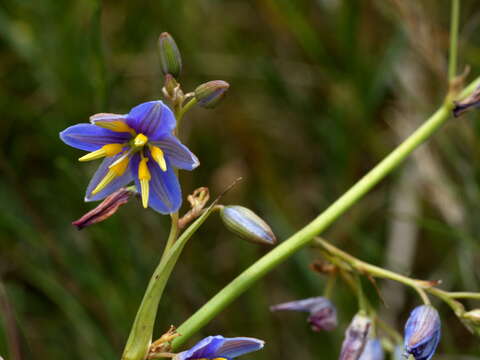 Image of Dianella longifolia var. grandis R. J. F. Hend.