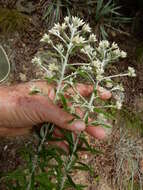 Imagem de Pseudognaphalium obtusifolium (L.) O. M. Hilliard & B. L. Burtt