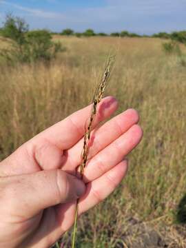 Imagem de Sorghum versicolor Andersson