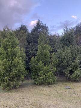 Image of Cordilleran Cypress