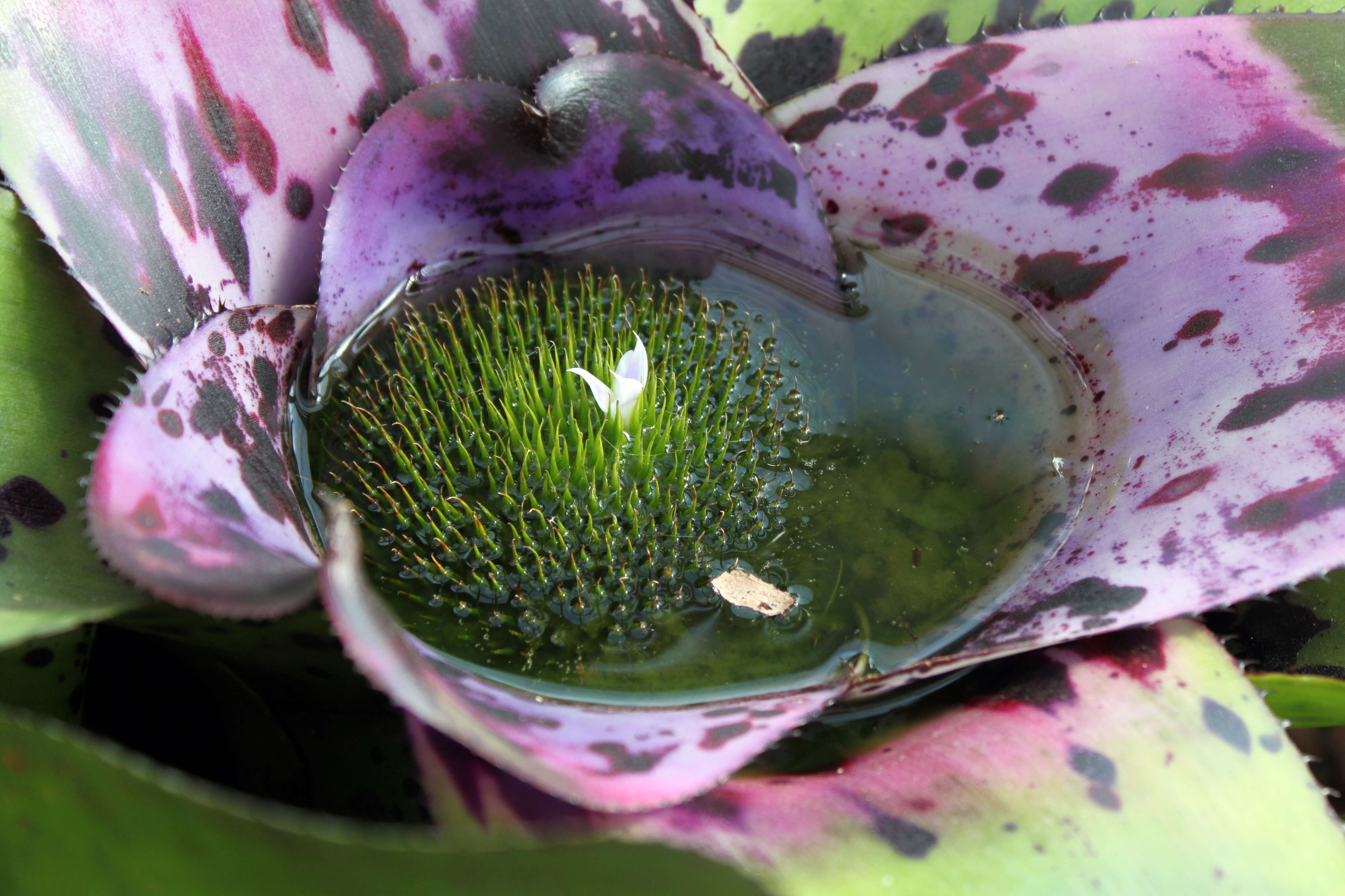 Image of Neoregelia concentrica (Vell.) L. B. Sm.